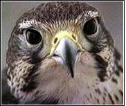 Peregrine falcon